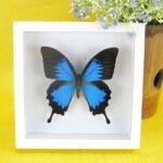 3D - Schmetterling im weißen Schaukasten Blue Mountain Butterfly (Papilio ulysses)