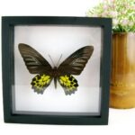 Golden Birdwing female - Traumhaft schöner Schmetterling im 3D Schaukasten
