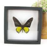 Golden Birdwing male - Traumhaft schöner Schmetterling im 3D Schaukasten