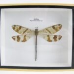 Antlion (Myrmeleontidae sp.) XXL - echtes Insekt in 3D Holzbox - wunderschön