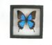 3D - Schmetterling im schwarzen Schaukasten Blue Mountain Butterfly (Papilio ulysses)