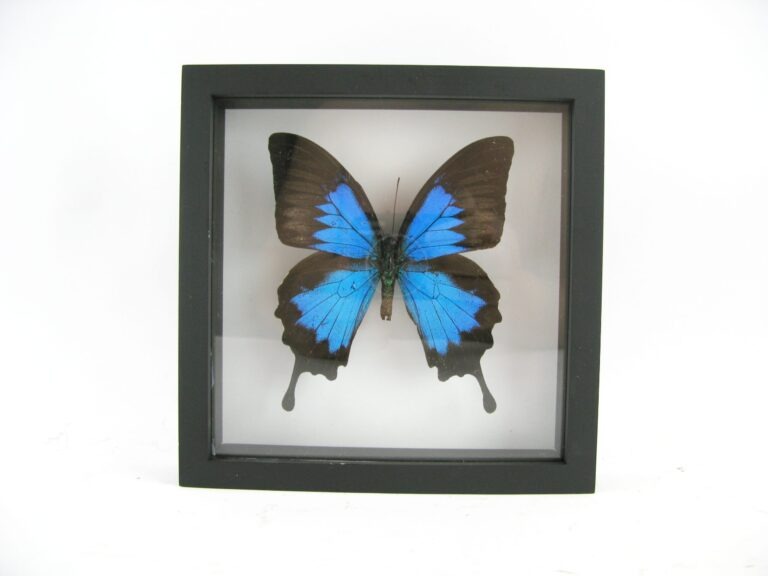 3D - Schmetterling im schwarzen Schaukasten Blue Mountain Butterfly (Papilio ulysses)