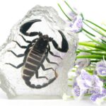 Echter schwarzer Skorpion in Kunstharz gegossen Geschenkidee Briefbeschwerer XXL