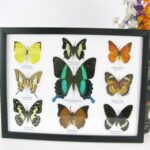 9 wunderschöne echte Schmetterlinge im Schaukasten 32,5 x 25 x 2cm Nr. B 09