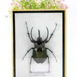 Three-horned Rhinoceros Beetle Cacasus Beetle Cholcosoma caucasus