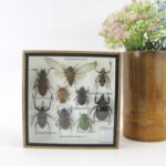 Echte exotische Insekten - einmalig - im Schaukasten aus Holz und Glas s 11
