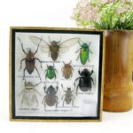 Echte exotische Insekten - einmalig - im Schaukasten aus Holz und Glas s 13