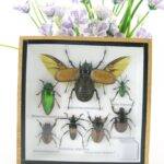 Echte exotische Insekten - einmalig - im Schaukasten aus Holz und Glas s 24