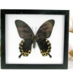 Red Peacock - echter Schmetterling im Schaukasten 20 x 17 x 2cm