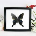 Blue Peacock - echter Schmetterling Schaukasten 20 x 17 x 2cm
