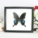 Common Peacock - echter Schmetterling im Schaukasten aus Holz 20 x 17 x 2cm