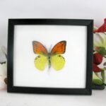 Emperor Orange Tip - echter Schmetterling im Schaukasten 20 x 17 x 2cm