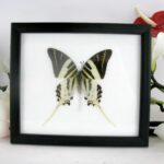 Giant Swordtail echter Schmetterling Schaukasten 20 x 17 x 2cm20 x 17 x 2cm (7.87 x 6.69 x 0.8inch)