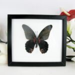 Great Mormon male - echter Schmetterling im Schaukasten 20 x 17 x 2cm