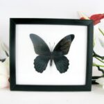 Great Mormon female - echter Schmetterling im Schaukasten 20 x 17 x 2cm