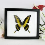 King Swallowtail - ein echter präparierter Schmetterling im Schaukasten 20 x 17 x 2cm