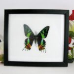 Madagascar sunset moth - Traumhaft schöner Schmetterling im Schaukasten