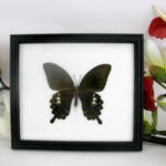 Papilio Aegeus - echter Schmetterling im Schaukasten aus Holz 20x17cm