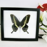 Papilio Lormieri - echter Schmetterling im Schaukasten aus Holz 20x17cm