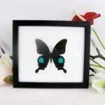 Paris Peacock echter Schmetterling Schaukasten aus Holz hinter Glas