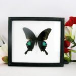 Common Peacock green - echter Schmetterling im Schaukasten