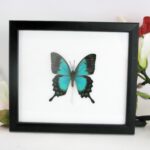 Pericies Green Swallowtail - echter Schmetterling Schaukasten 20x17x2cm