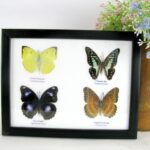 4 wunderschöne echte Schmetterlinge im Schaukasten 22,5 x 17,5 x 2 cm Nr. q 09