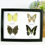 4 wunderschöne echte Schmetterlinge im Schaukasten 22,5 x 17,5 x 2 cm Nr. q 07