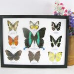 9 wunderschöne echte Schmetterlinge im Schaukasten 32,5 x 25 x 2cm Nr. B 08