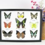 9 wunderschöne echte Schmetterlinge im Schaukasten 32,5 x 25 x 2cm Nr. M 07