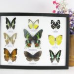 9 wunderschöne echte Schmetterlinge im Schaukasten 32,5 x 25 x 2cm Nr. M 08