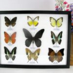 9 wunderschöne echte Schmetterlinge im Schaukasten 32,5 x 25 x 2cm Nr. O 07