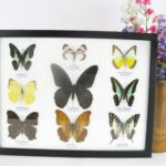 9 wunderschöne echte Schmetterlinge im Schaukasten 32,5 x 25 x 2cm Nr. O 09