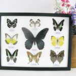 9 wunderschöne echte Schmetterlinge im Schaukasten 32,5 x 25 x 2cm Nr. O 10