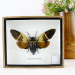 Echte Brown Wing Cicade - Angamiana floridula - in einer 3D Holzbox