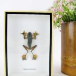 Kleiner fliegenden Frosch Wallace`s Flying Frog - Rhaeopheus nigropalmatus in 3D Box