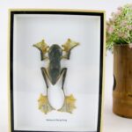 Fliegenden Frosch Wallace`s Flying Frog - Rhaeopheus nigropalmatus in 3D Box