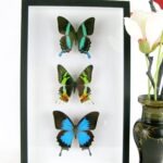 3 seltene echte perfekte Schmetterlinge im 3D Schaukasten schwarze Box