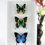 3 seltene echte perfekte Schmetterlinge im 3D Schaukasten weiße Box