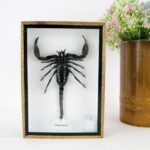 Riesiger echter Skorpion - Palamnaeus fulvipes - im 3D Schaukasten - Taxidermie