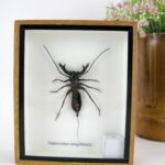 Riesiger echter Geiselskorpion - Hypocnotus ranguensis - in 3D Box