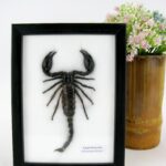 IIte Wahl - Echter Skorpion - Giant Scorpion (Palamnaeus fulvipes) - im Schaukasten auf Watte