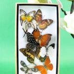 Selten, einmalig und wunderschöner Schaukasten mit echten Schmetterlingen 3D 03