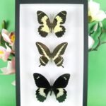 3 seltene echte perfekte Zucht-Schmetterlinge im 3D Schaukasten NiceBox 03