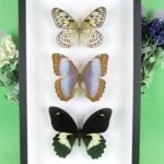 3 seltene echte perfekte Zucht-Schmetterlinge im 3D Schaukasten NiceBox 04