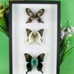 3 seltene echte perfekte Zucht-Schmetterlinge im 3D Schaukasten NiceBox 06