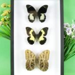 3 seltene echte perfekte Zucht-Schmetterlinge im 3D Schaukasten NiceBox 09