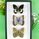 3 seltene echte perfekte Zucht-Schmetterlinge im 3D Schaukasten NiceBox 12