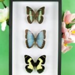 3 seltene echte perfekte Zucht-Schmetterlinge im 3D Schaukasten NiceBox 13