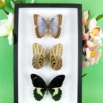 3 seltene echte perfekte Zucht-Schmetterlinge im 3D Schaukasten NiceBox 14